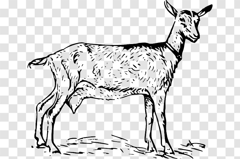 Black Bengal Goat Boer Russian White Anglo-Nubian Clip Art - Tail - Sheep Transparent PNG