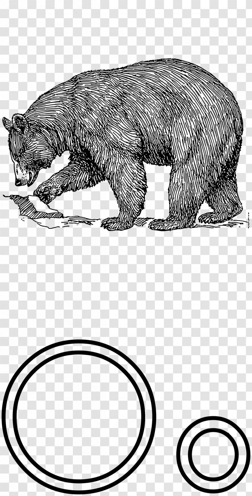 American Black Bear Polar Brown - Fauna Transparent PNG