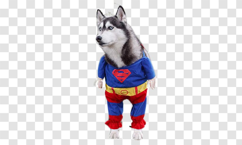 Siberian Husky Clark Kent Pet - Outerwear - Superman Huskies Transparent PNG