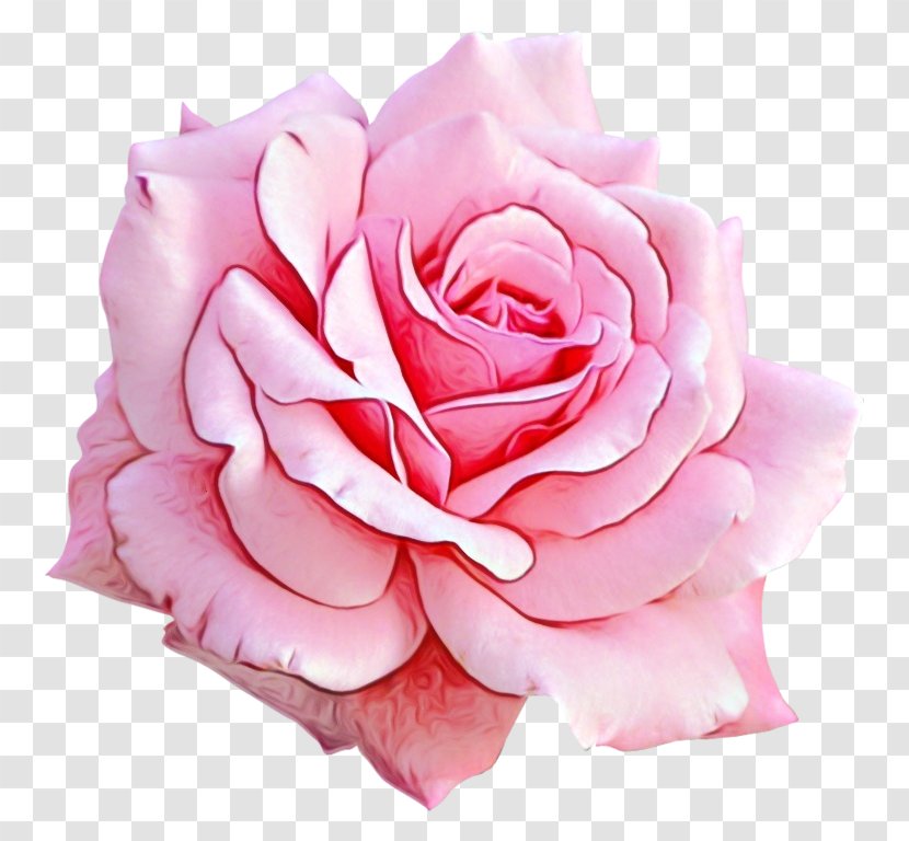 Garden Roses - Flower - Cut Flowers Plant Transparent PNG