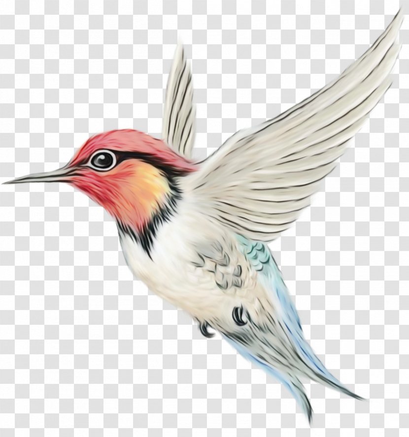 Robin Bird - Watercolor - Woodpecker Songbird Transparent PNG