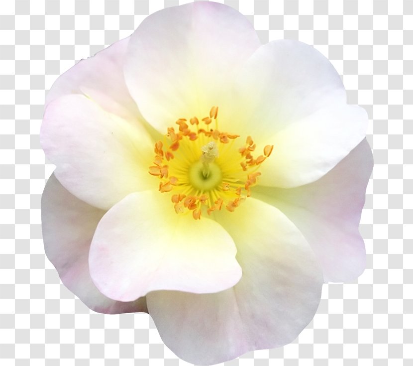 Flower - White - Gratis Transparent PNG
