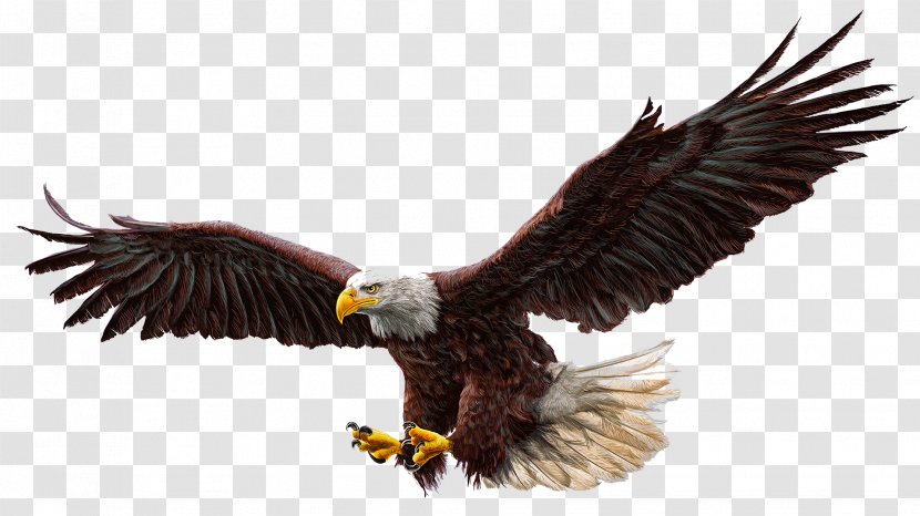 Bald Eagle Vector Graphics Illustration Drawing - Fotolia Transparent PNG