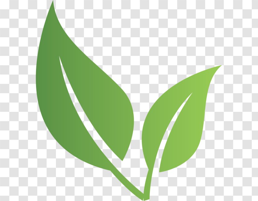 Tea Company Food Coffee Farm - Plant Stem Transparent PNG