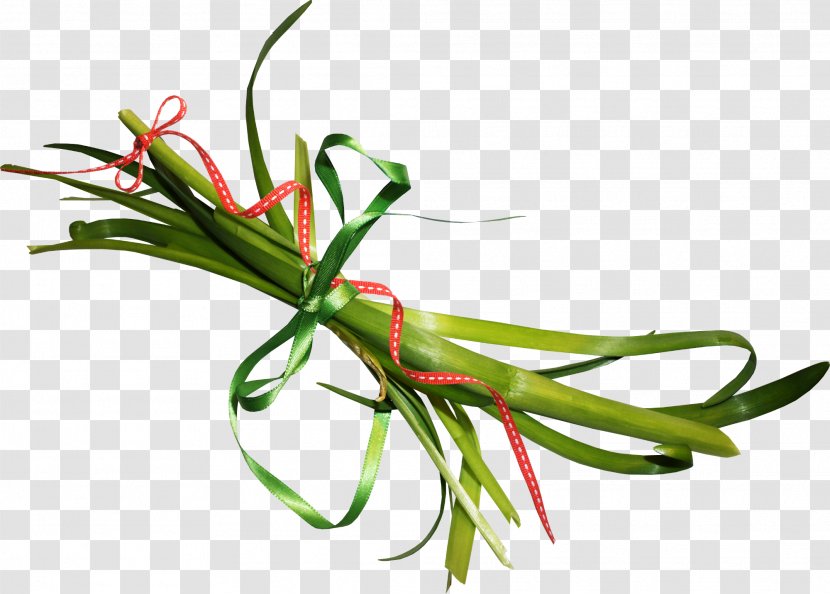 Download Icon - Plant Stem - Messy Rope Decoration Transparent PNG