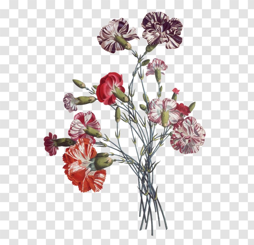 Flower Illustration Floral Design Drawing Transparent PNG