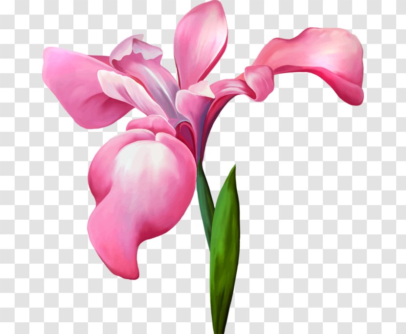 Iris Versicolor Flower Data Set Royalty-free Stock Illustration - Drawing - Lotus Transparent PNG
