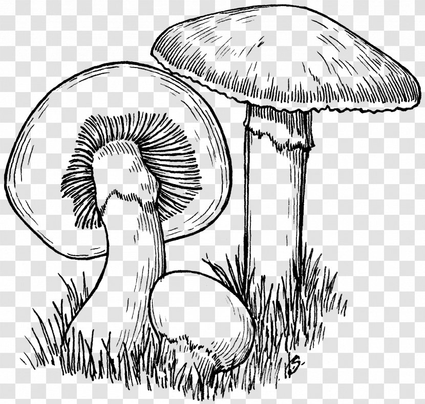 Common Mushroom Drawing Transparent PNG