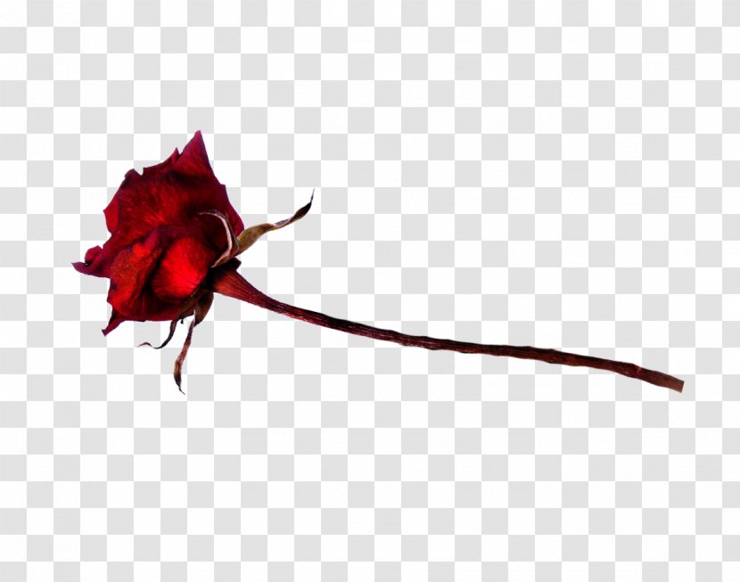 Garden Roses Rosaceae Cut Flowers - Heart Beat Faster Transparent PNG