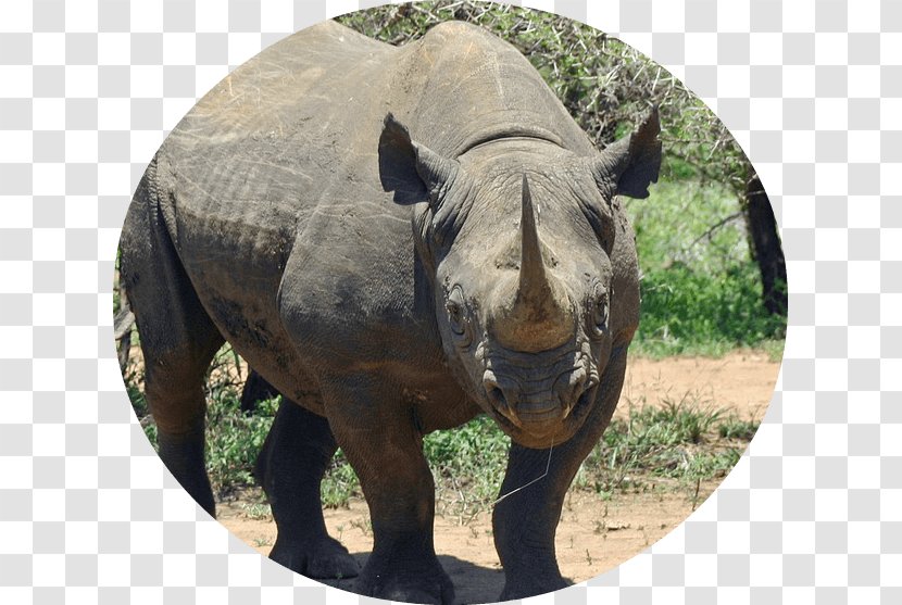 Africa Javan Rhinoceros Western Black Sumatran - Critically Endangered - Rhino Transparent PNG