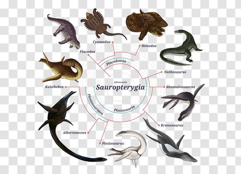 Sauropterygia Phylogenetic Tree Plesiosauria Biology Taxon - Flipper - Mesozoic Transparent PNG
