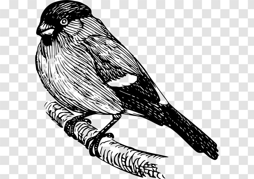 Bird Drawing Bullfinch Clip Art - Line - Disturbance Of Flies While Standing Transparent PNG