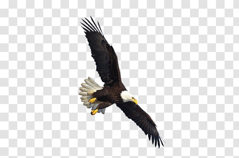 Warner Christian Academy Flying Eagle Cent Hotel Recreation Dynamic Discs - Bird Of Prey - Image, Free Download Transparent PNG