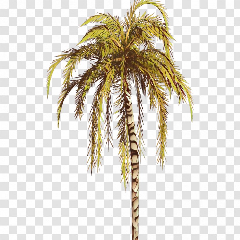 Palm Tree - Woody Plant - Terrestrial Coconut Transparent PNG