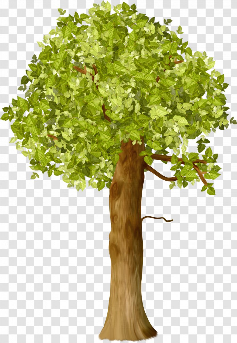 Tree Shrub Agronom To Branch Plants - Sessile Oak Transparent PNG