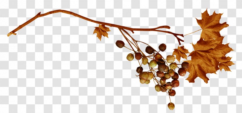 Leaf Branch - Photography - Arboles Transparent PNG