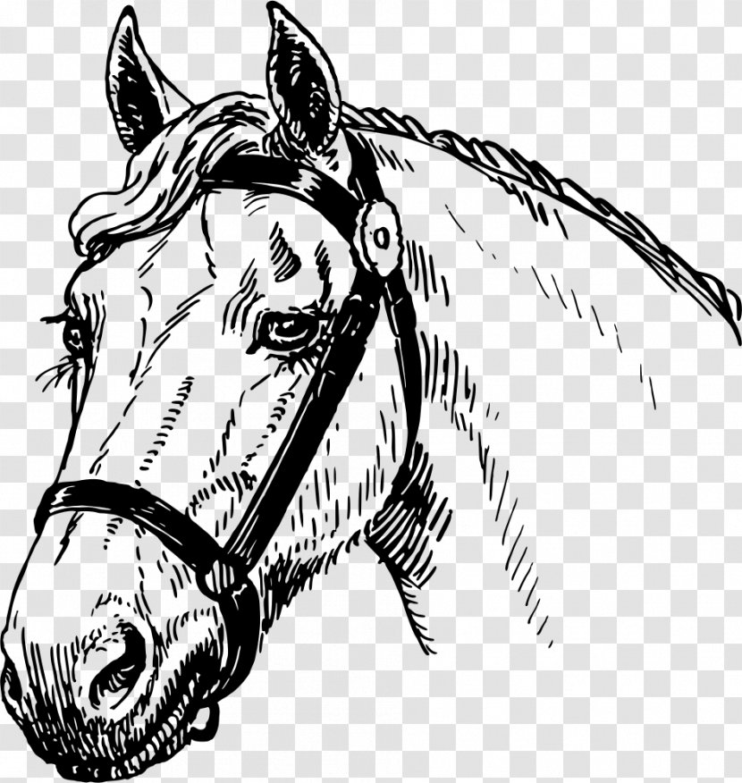 Mustang Arabian Horse Stallion Pony Drawing - Like Mammal - Watercolor Transparent PNG