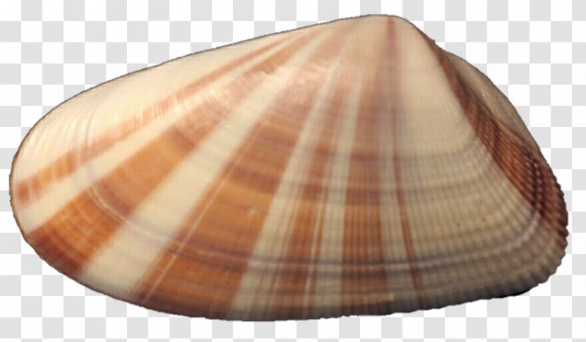 Clam Cockle Mussel Oyster Seashell - Veneroida Transparent PNG