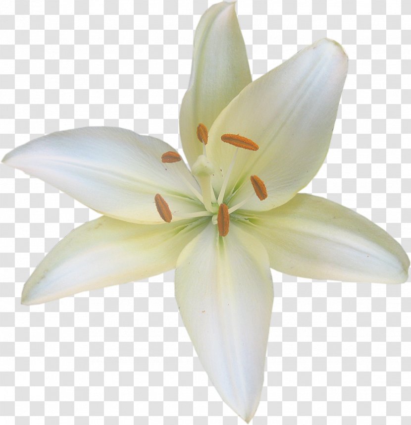 Lilium Candidum Flower Fleur-de-lis Liliaceae Clip Art - Fleurdelis Transparent PNG