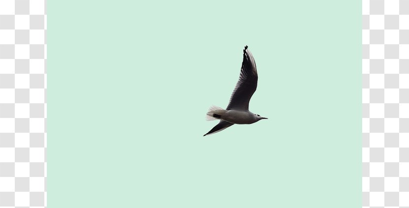 Seabird Flight Beak Image - Sky - Bird Transparent PNG