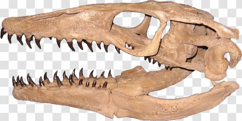 Plioplatecarpus Mosasaurus Tylosaurus Rocky Mountain Dinosaur Resource Center - Skeleton Transparent PNG