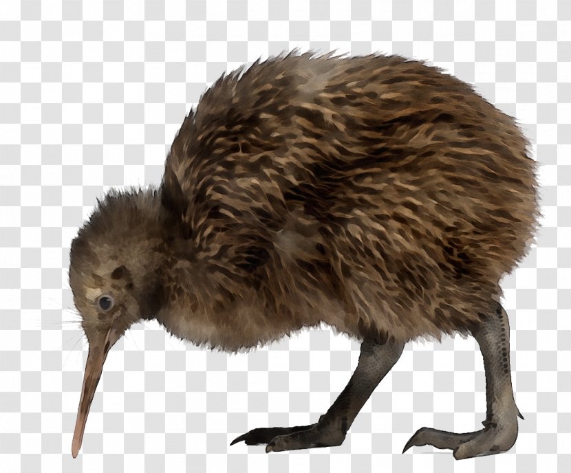 Kiwi - Flightless Bird - Ostrich Ratite Transparent PNG