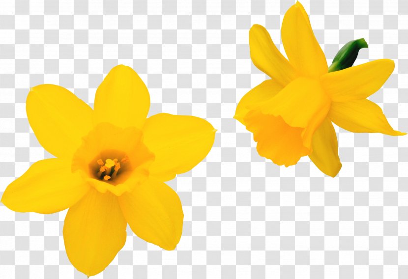 Flower Daffodil Clip Art - Photography - Marigold Transparent PNG