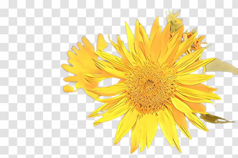 Sunflower Transparent PNG