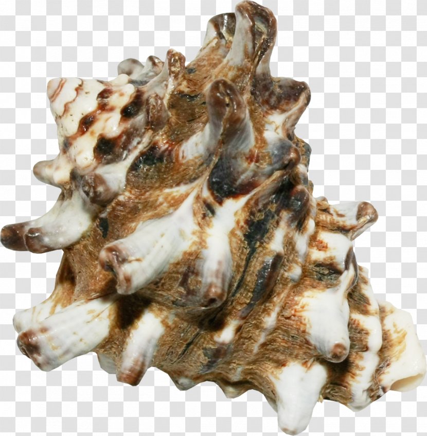 Creativity - Work Of Art - Creative Brown Conch Transparent PNG