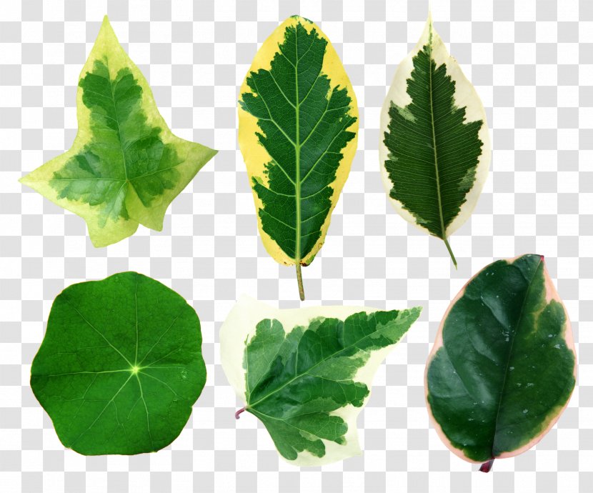 Leaf Clip Art - Spring Greens - Leaves Transparent PNG