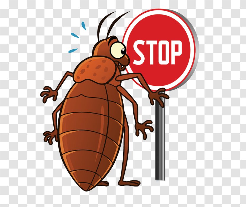 Insect Cockroach Bed Bug Pest Punaise Des Lits - Royaltyfree Transparent PNG