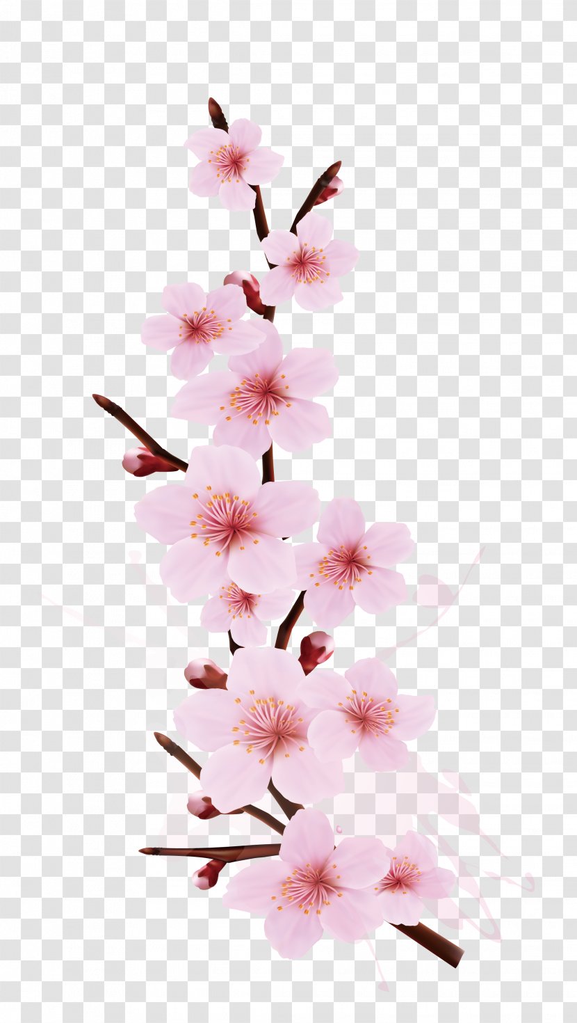 Cherry Blossom Branch Tree - Floristry - Smudge Splash Design Transparent PNG