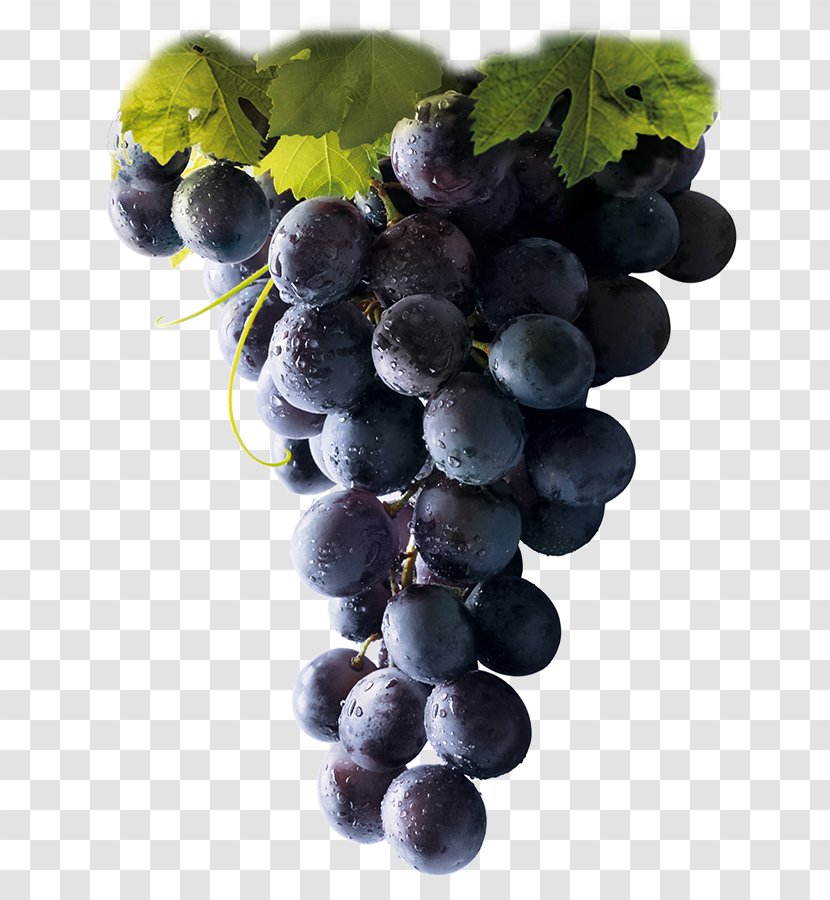 Winery Common Grape Vine Vinotherapy - Wine Transparent PNG