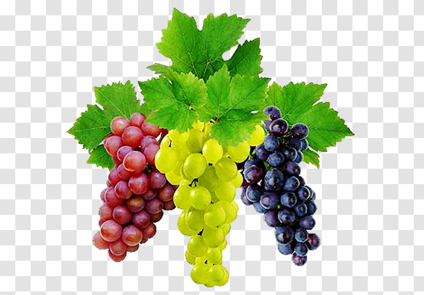 Common Grape Vine Wine - Vitis Transparent PNG
