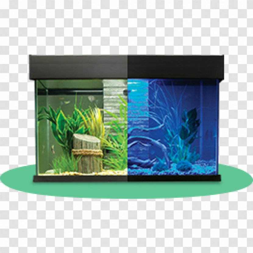 Aquariums Siamese Fighting Fish Aquarium Furniture Filtration - Tank Transparent PNG