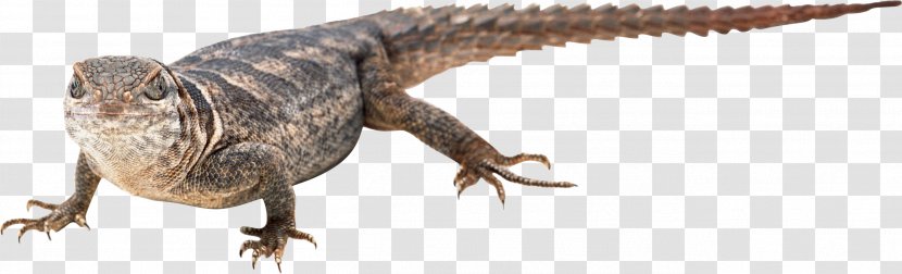 Lizard Clip Art - Animal Figure Transparent PNG