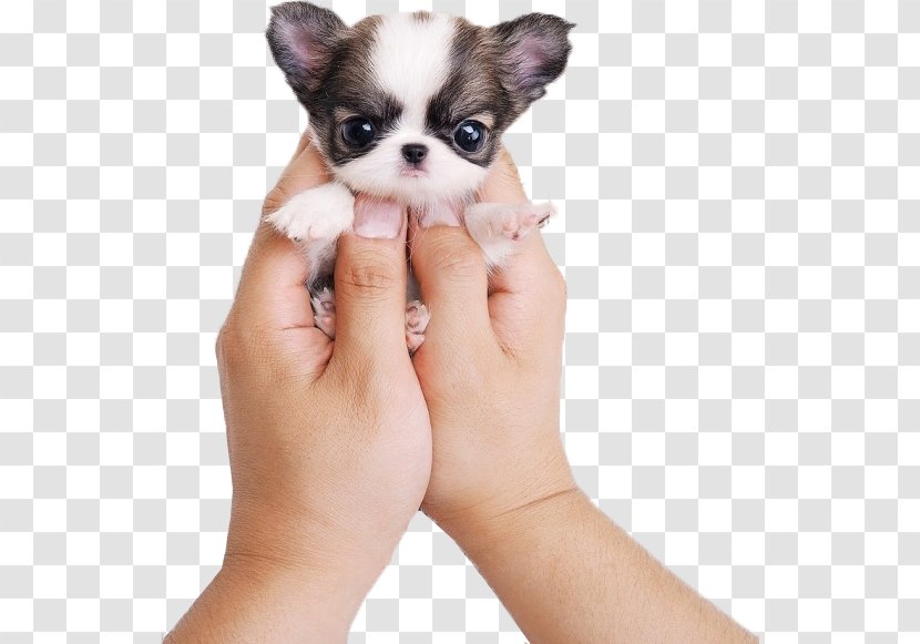 Chihuahua Siberian Husky Puppy Cat Cuteness - Meng Pet Transparent PNG