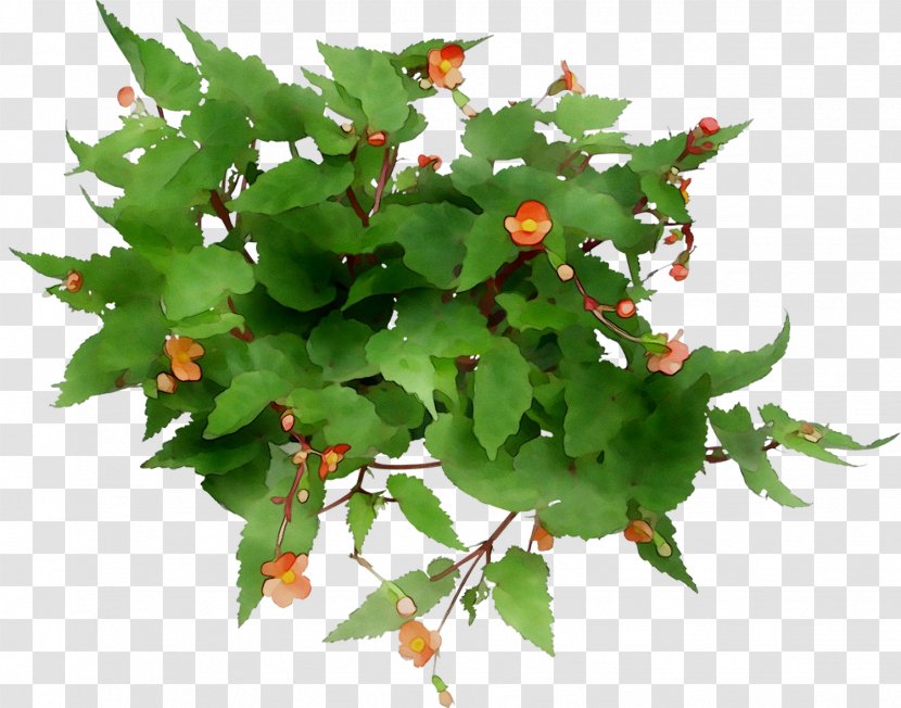 M / 0d Leaf Tree - Perennial Plant - Flower Transparent PNG