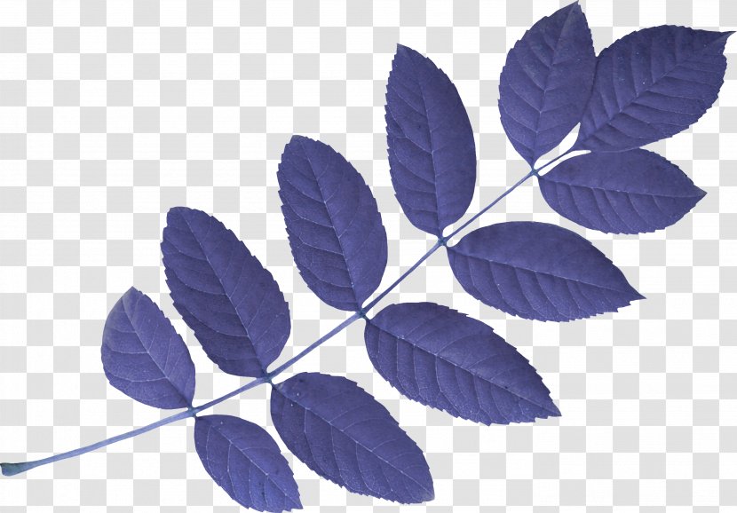 Maple Leaf Acacia - Branch - Leaves Transparent PNG