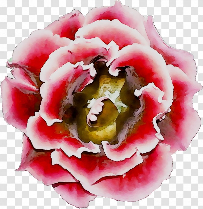 Peony - Flower - Flowering Plant Transparent PNG