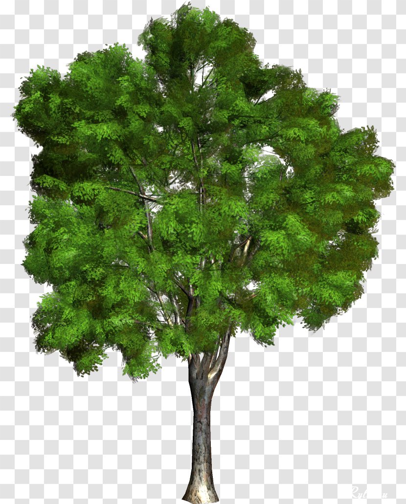 Champak Branch Tree - Woody Plant - Green Transparent PNG