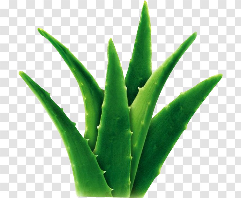 Aloe Vera Extract Succulent Plant Gel Herb - Stem Transparent PNG