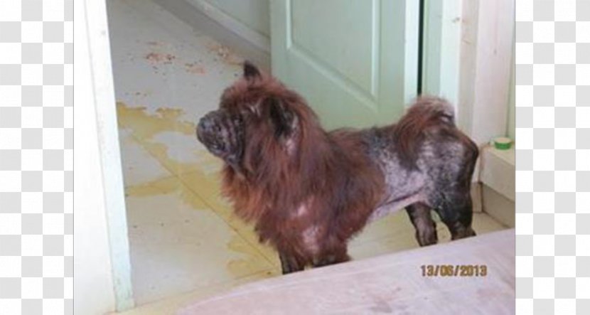 Shih Tzu Singapore Rare Breed (dog) Cruelty To Animals Dog - Pet Transparent PNG