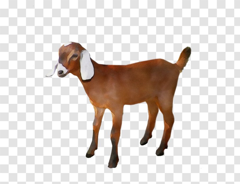 Goat Agriculture Livestock Animal Husbandry Transparent PNG