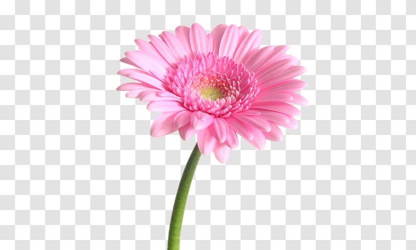 Transvaal Daisy Flower Bouquet Pink Garden Roses - Lilium Transparent PNG
