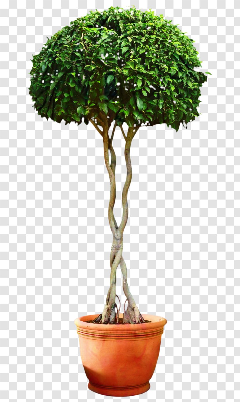 Chinese Sweet Plum Tree Shrub - Plant Stem - Flowerpot Transparent PNG