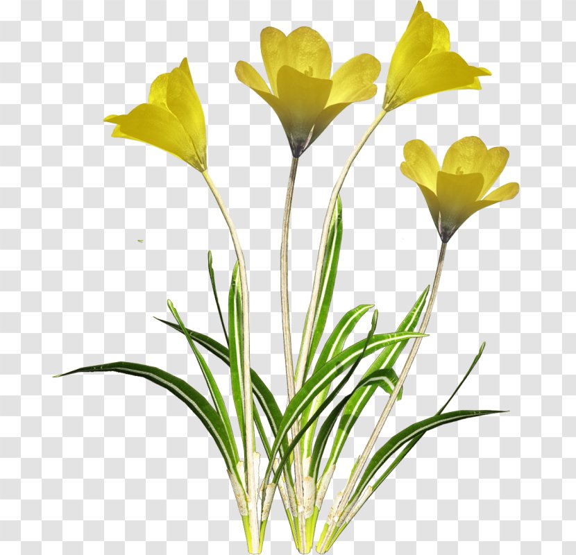 Cut Flowers Tulip - Poppy - Flower Transparent PNG