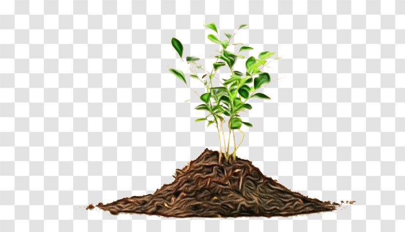 Plant Tree Soil Root Leaf - Paint - Stem Houseplant Transparent PNG