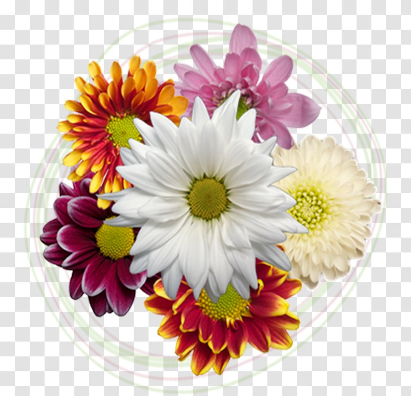 Cut Flowers Floral Design Chrysanthemum Transvaal Daisy - Flower Transparent PNG