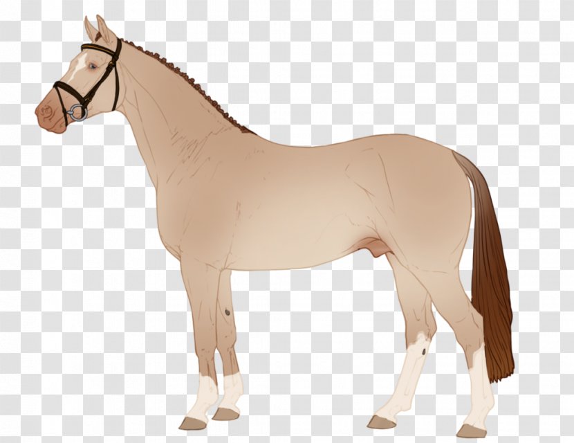 Mane Mustang Stallion Rein Mare Transparent PNG
